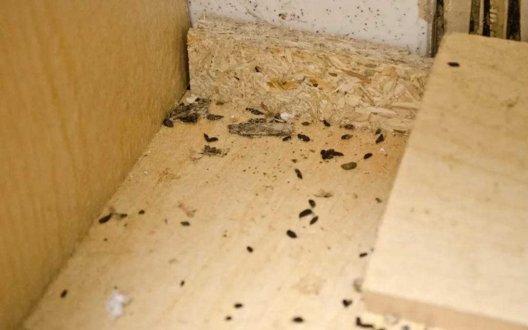 How to Identify Rat Droppings in San Diego Homes