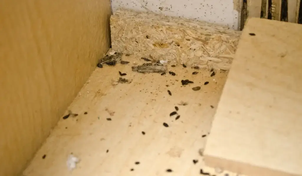 Dark droppings scattered on light wooden floor near wall corner