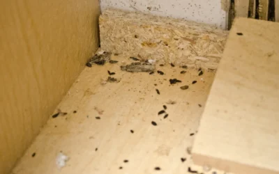 How to Identify Rat Droppings in San Diego Homes