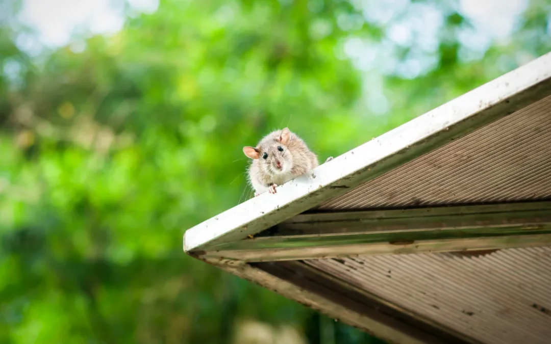Do You Have Roof Rats in Yorba Linda? Here Are the Signs