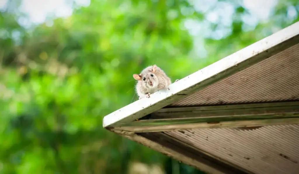 A small gray and white rat sitting on a white gutter edge with green foliage blurred in the background