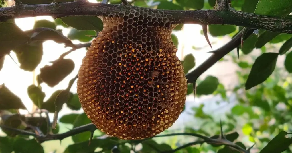 A honeycomb structure with golden-brown cells hanging from a tree branch surrounded by green foliage.