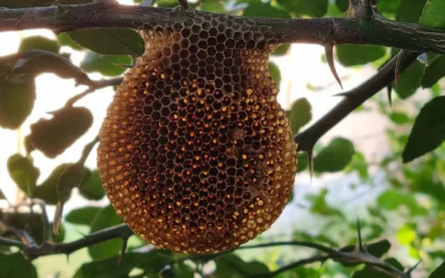 Bee Hives Found in Yorba Linda Chimneys: What to Do Now
