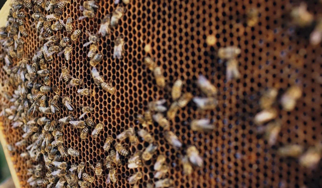 Bee Swarm vs Established Hive in Irvine: What You Need to Know
