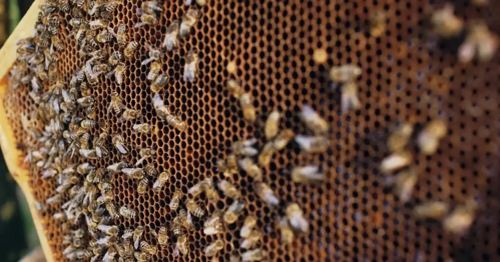 Honeybees clustered densely on a wooden frame with hexagonal honeycomb cells visible