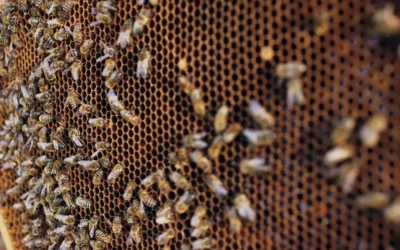 Bee Swarm vs Established Hive in Irvine: What You Need to Know