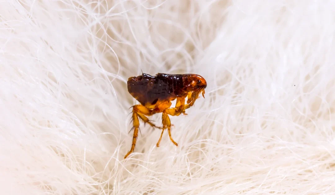 Fleas in Los Angeles: Health Risks, Typhus Surge, and How to Protect Your Home