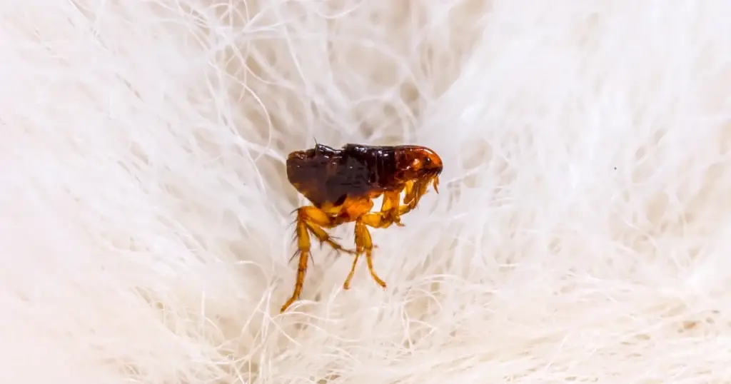 A brown flea with reddish-brown legs on white fabric fibers