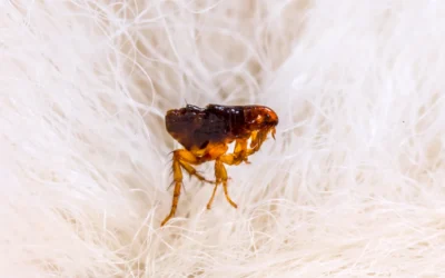 Fleas in Los Angeles: Health Risks, Typhus Surge, and How to Protect Your Home