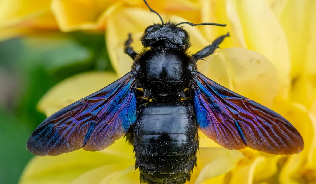 How to Identify Carpenter Bees in Anaheim