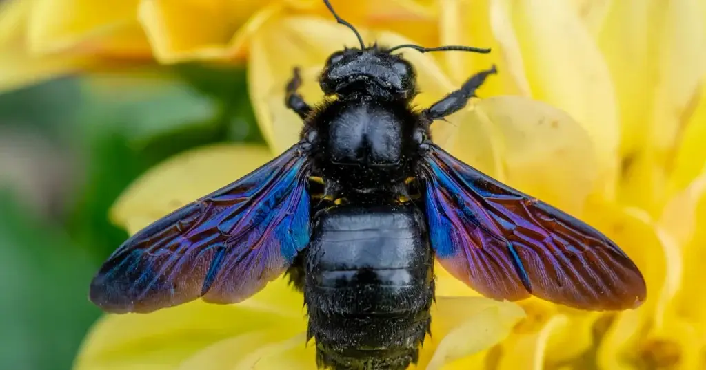 Black carpenter bee with iridescent blue and purple wings perched on yellow flowers