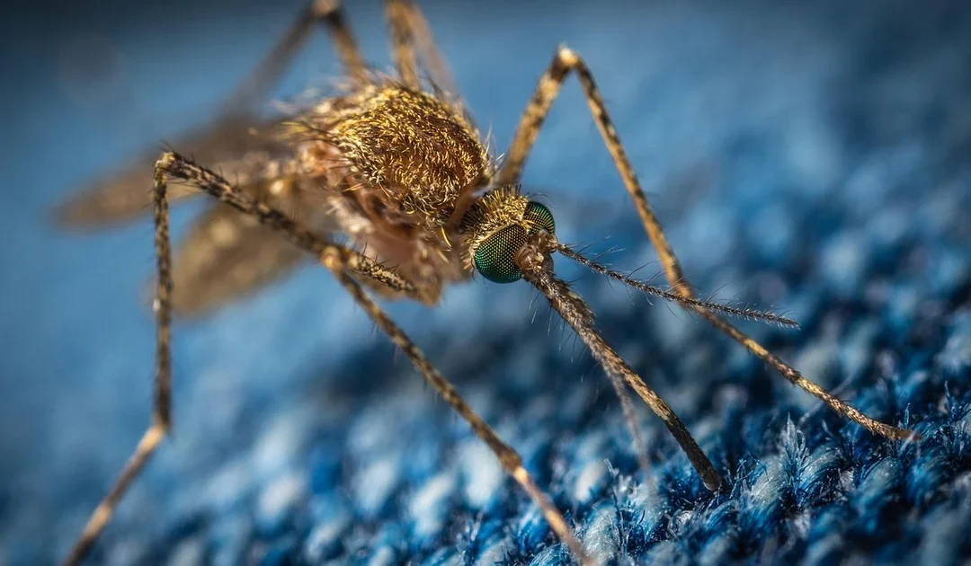 Mosquito Season in California: When It Starts and How to Stop It