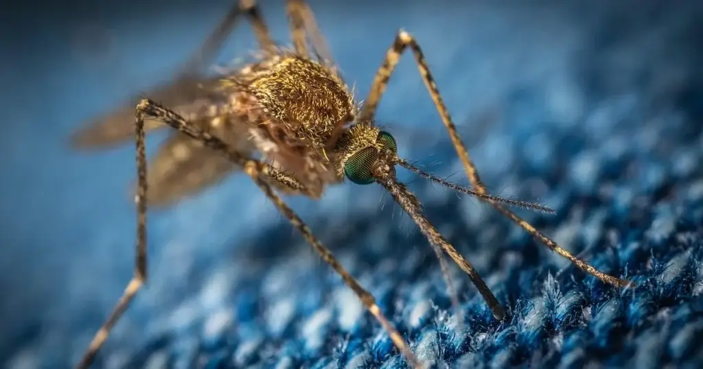 A mosquito with golden-brown body and green compound eye perches on a blue textured surface.