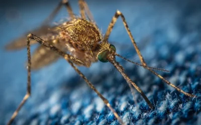 Mosquito Season in California: When It Starts and How to Stop It