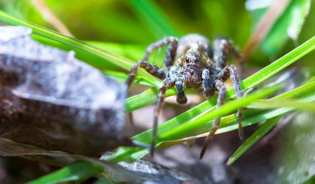 Spiders in Los Angeles CA: How to Identify and Control Them
