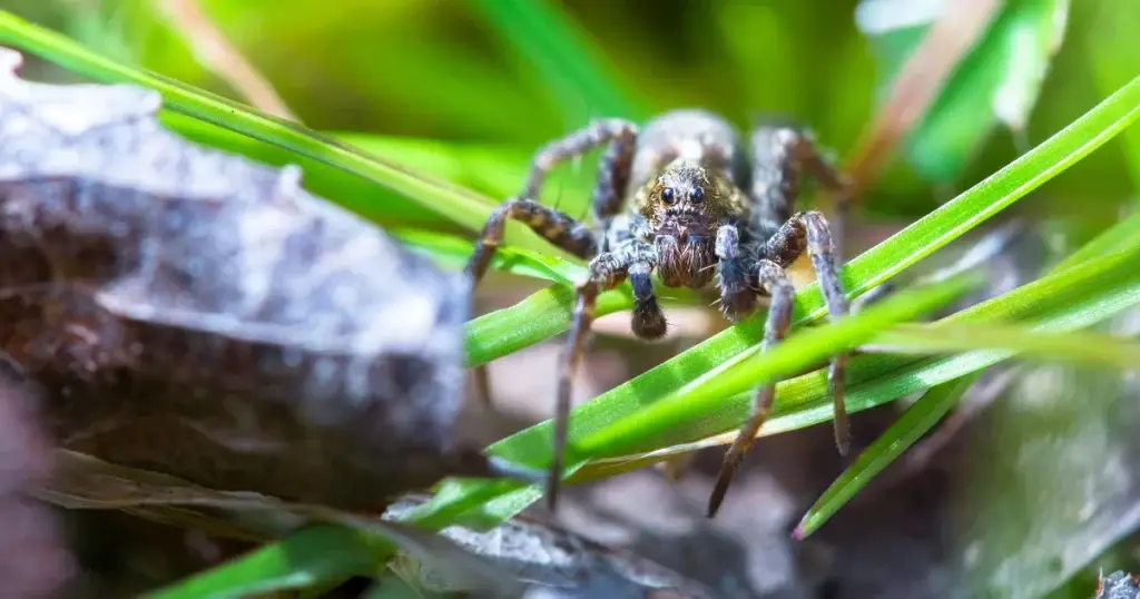 A dark patterned spider with banded legs perches on bright green pine needles near a gray rock.