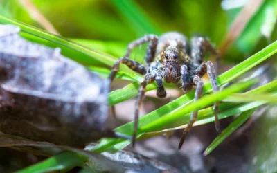 Spiders in Los Angeles CA: How to Identify and Control Them
