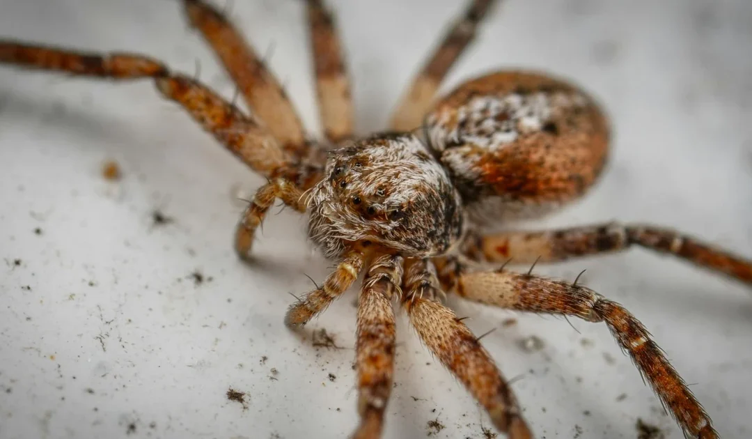 Spiders in San Diego CA: Common Species and How to Control Them