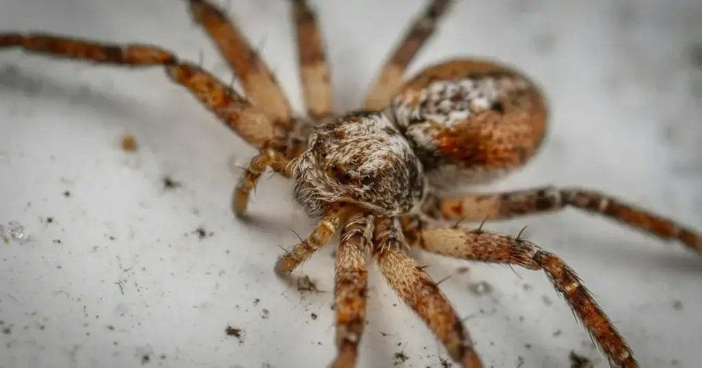 Brown and tan spider with banded legs on a white surface with scattered debris