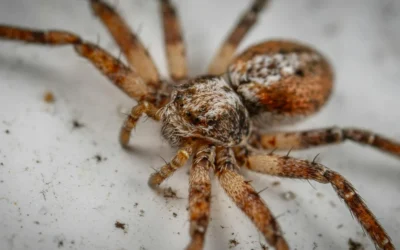 Spiders in San Diego CA: Common Species and How to Control Them