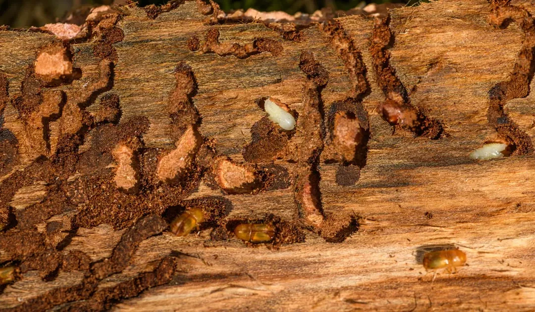 Termite Inspection Cost in California: What Homeowners Pay
