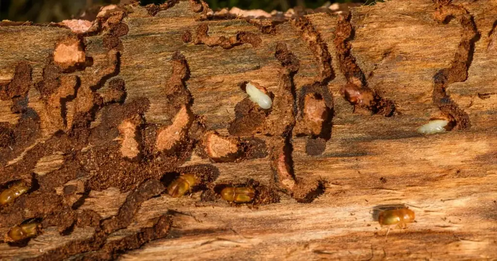Termites and larvae tunneling through damaged wood with visible galleries and mud tubes