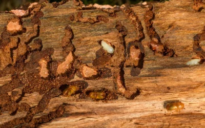 Termite Inspection Cost in California: What Homeowners Pay