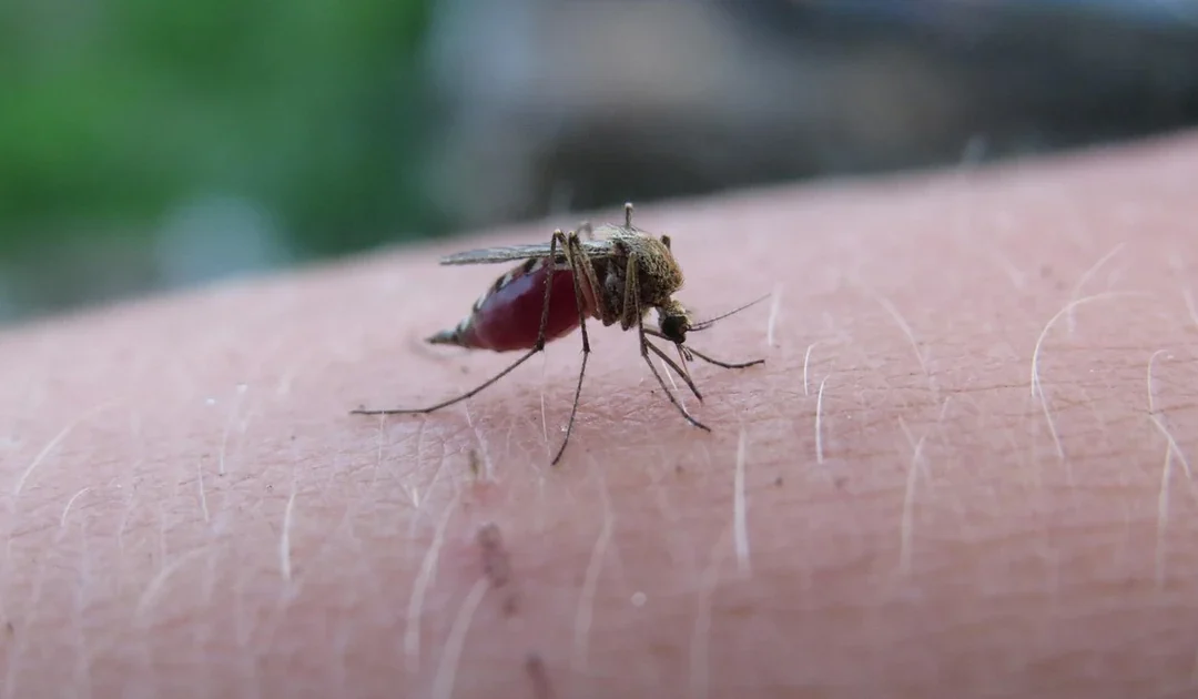 Tick Bites vs. Mosquito Bites in San Bernardino Backyards