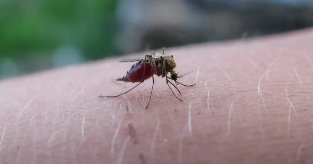 Mosquito with engorged abdomen filled with blood resting on human skin