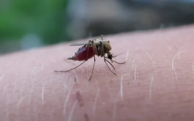 Tick Bites vs. Mosquito Bites in San Bernardino Backyards