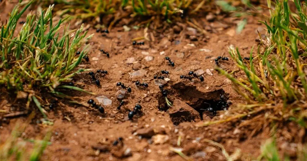 A colony of black ants moving across sandy soil surrounded by green grass and small rocks.
