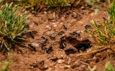 Types of Ants in San Diego: Identify, Understand, and Control Them