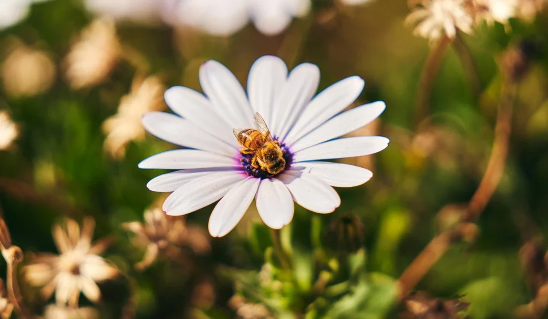 When Is Bee Season in San Bernardino? What Homeowners Should Know