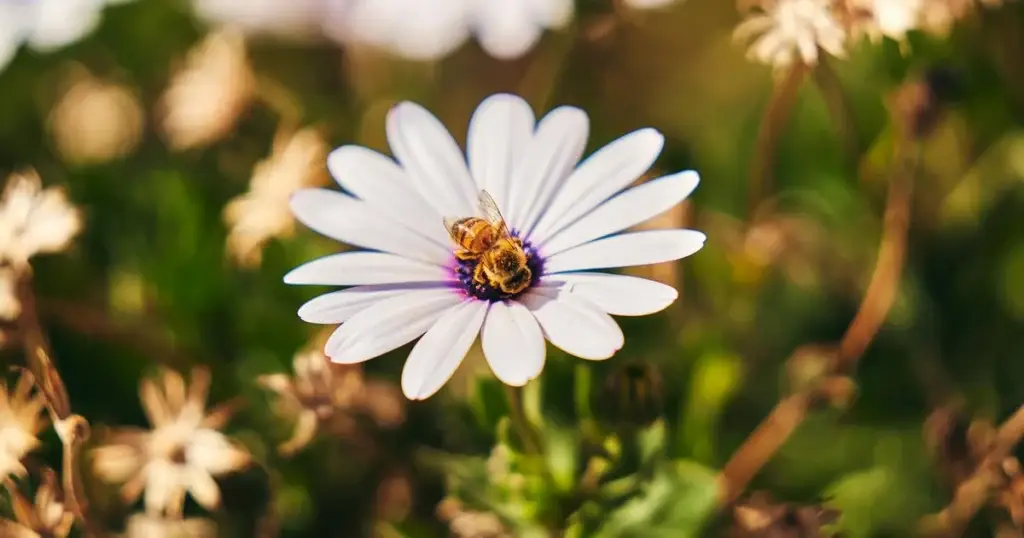 A bee collects pollen from a white daisy with a purple center surrounded by blurred flowers
