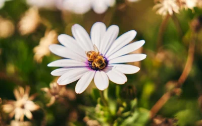 When Is Bee Season in San Bernardino? What Homeowners Should Know