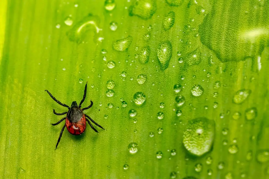 A red and black tick crawls across a bright green leaf covered with water droplets