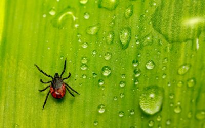Can Ticks Infest A House: Signs, Risks, and Control