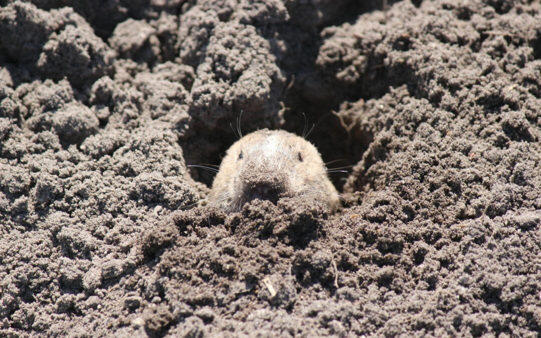 What Attracts Gophers To Yard: Signs, Risks, and Control