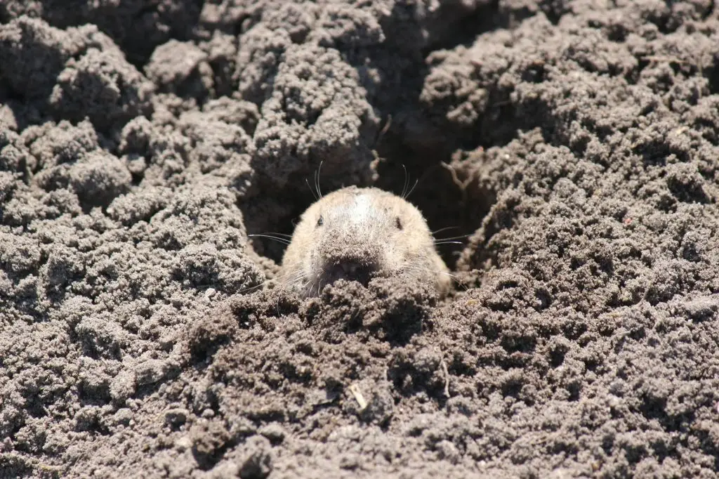 A mole's head emerges from a mound of loose soil and dirt