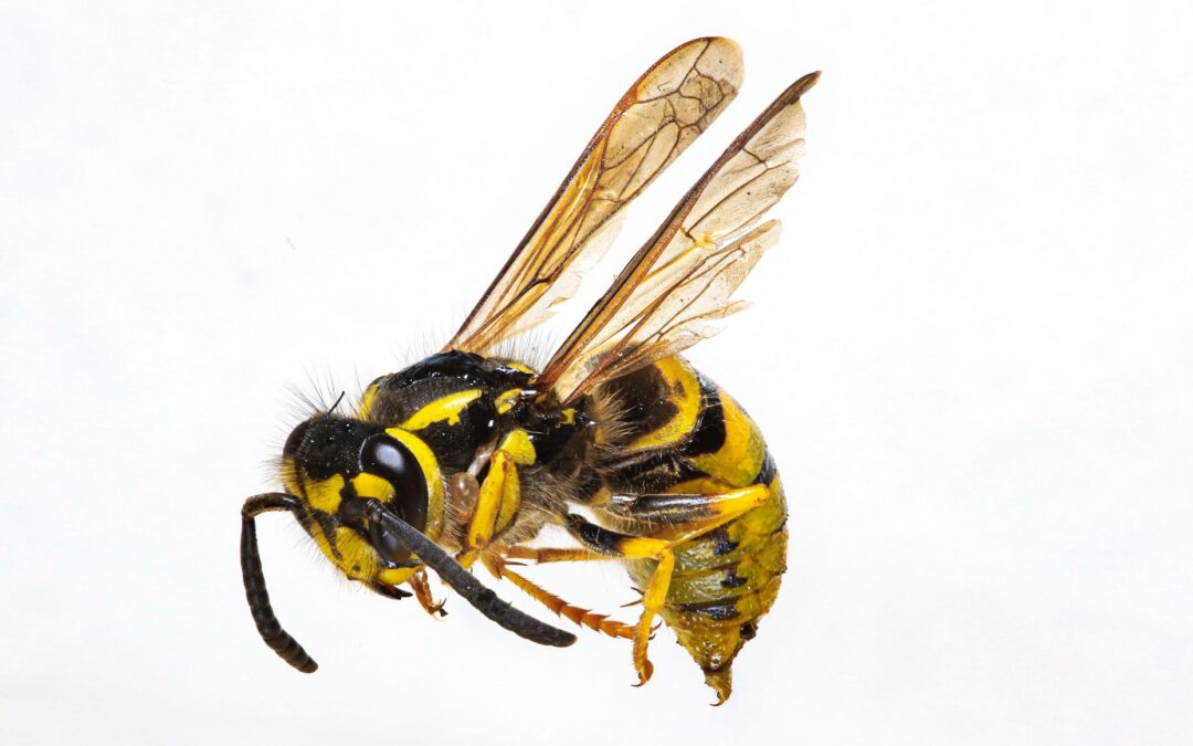 Difference Between Bees And Wasps: Signs, Risks, and Control