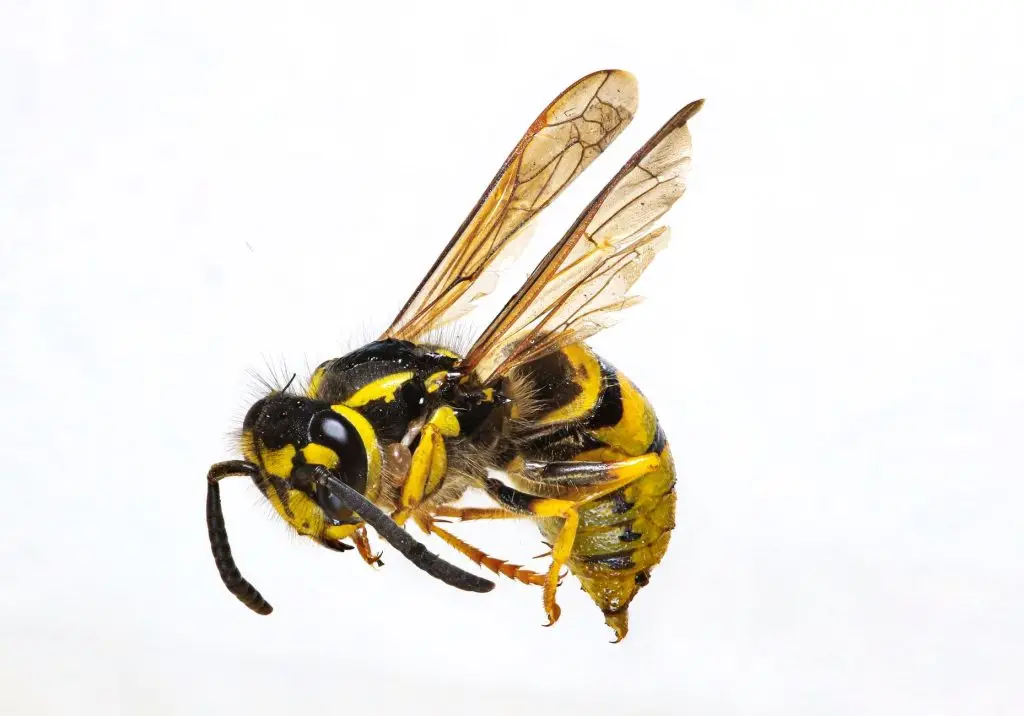 Black and yellow wasp with transparent wings displayed against a white background