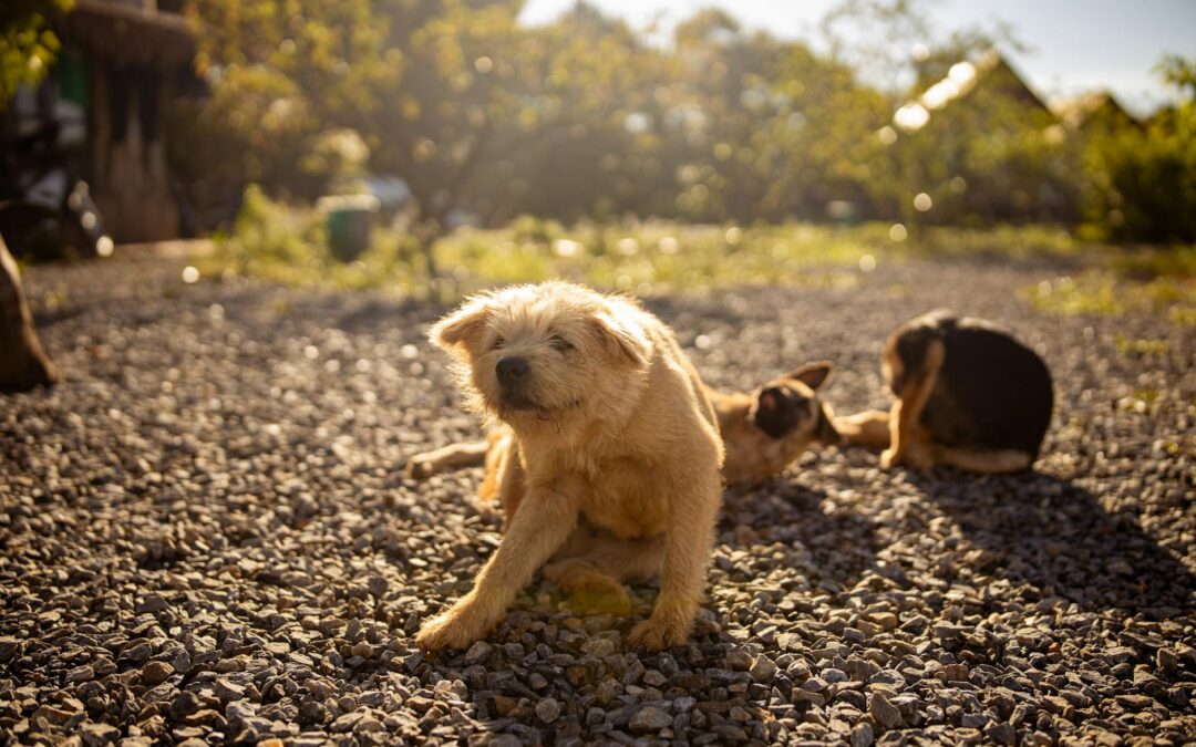 How Do Fleas Spread: Signs, Risks, and Control