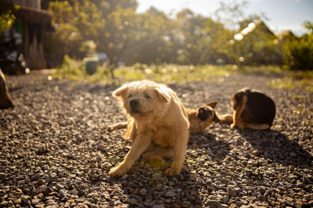 A cream-colored dog sits on a gravel driveway with two other dogs in the background and green trees under sunlight