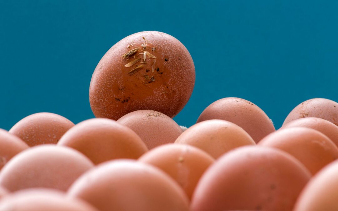 Flea Eggs What Do They Look Like: Signs, Risks, and Control