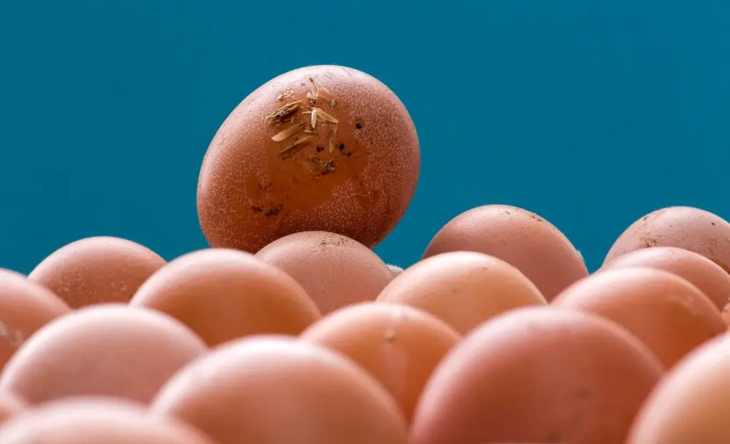 Brown eggs clustered together against a teal background, with one egg perched on top