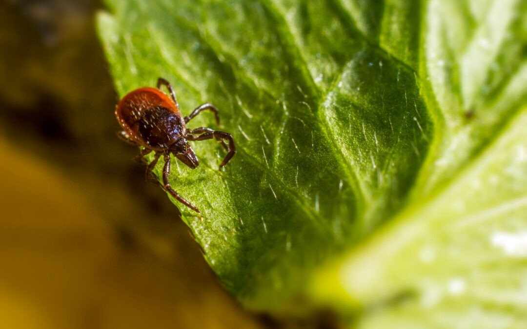 Signs Of Ticks in Yard: Signs, Risks, and Control