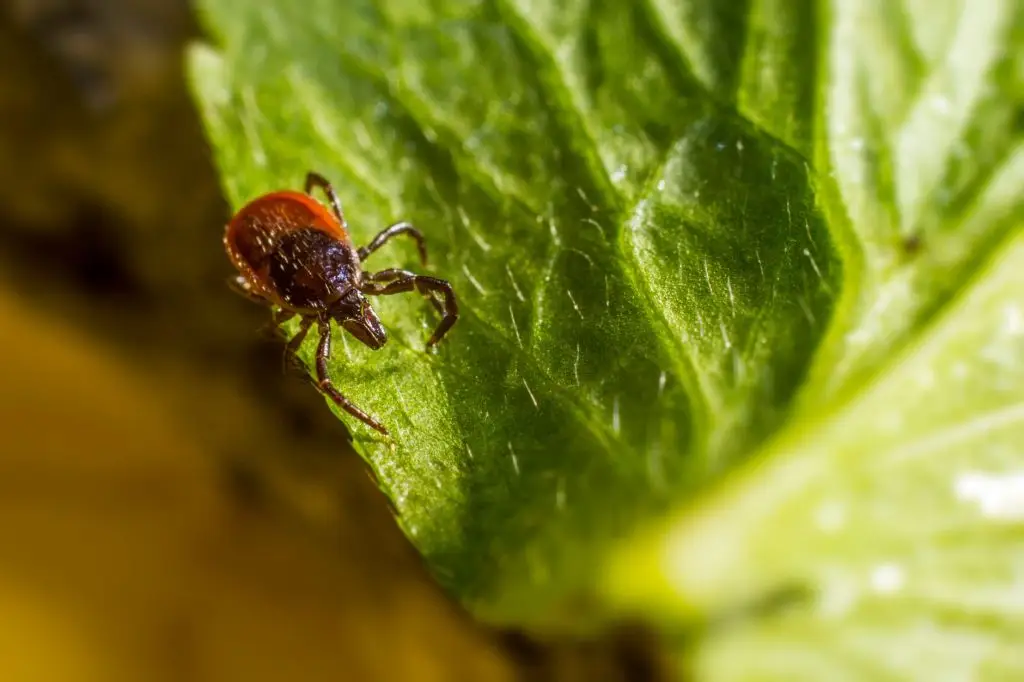 A reddish-brown tick with dark legs crawls on a bright green leaf