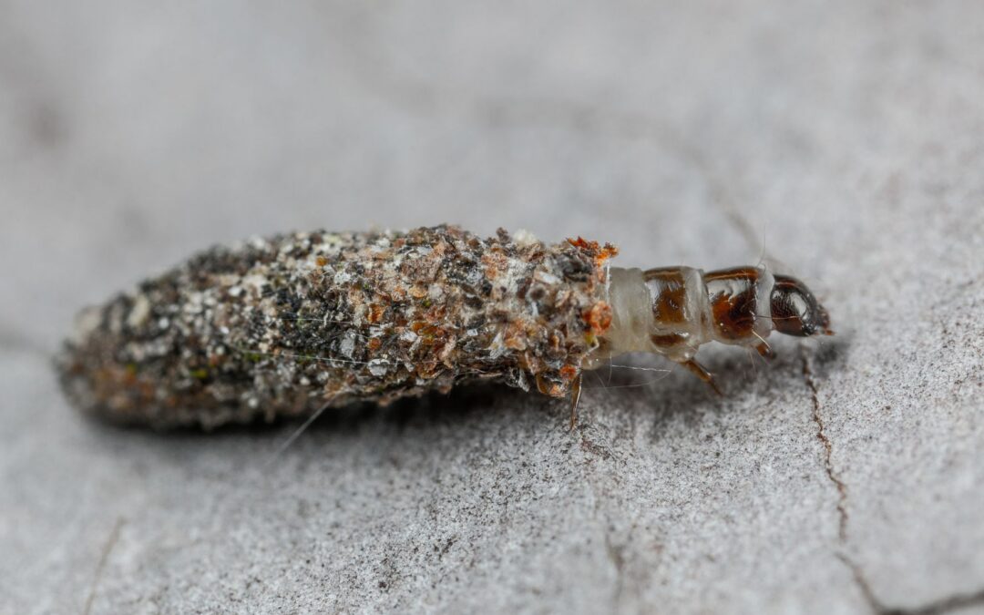 Flea Life Cycle Stages: Signs, Risks, and Control