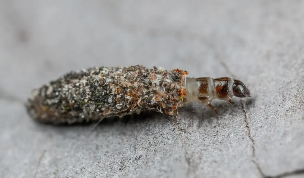 A textured larva or caterpillar with segmented body covered in lichen-like growths on a gray concrete surface