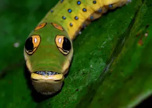 Catapilliar that looks like a snake